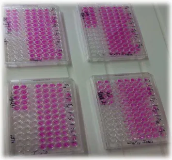 Figure 11.Microplate showing the cytotoxic  evaluation assay. 