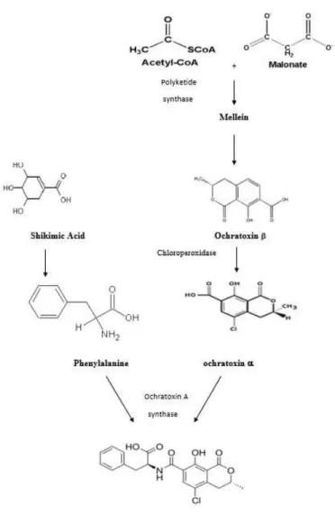 Figure 2.2 Biosynthesis of OTA (adapted from Ringot et al, 2006) 