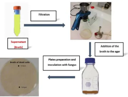 Figure 3.7 Filtration of the Broth and co-inoculation of fungus 