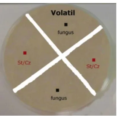Figure 3.9 Co-inoculation of microorganisms for detection of volatile compounds with effect on fungi 