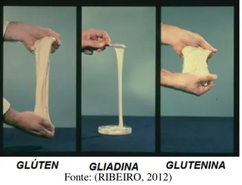 Figura 1 – Demonstração das propriedades da gliadina (extensibilidade)  e glutenina (elasticidade) 