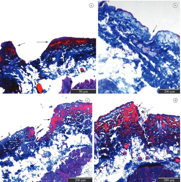 Figure 1. Fibrin accumulation at various vital reaction time intervals as red stained by Mallory’s trichrome histochemical  method: a) in vivo 30 minutes vital reaction; b) post-mortem (after 30 minutes time interval) skin section stained by  Mal-lory’s tr