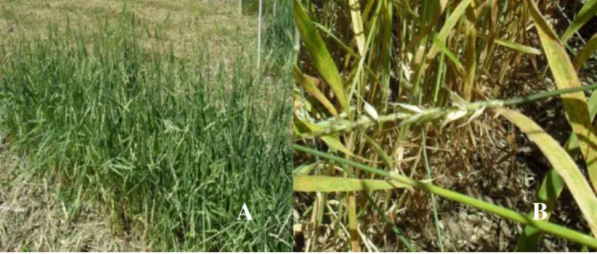 Figura 3.  Plantas  de  trigo  danificadas  (A)  por  pássaros  e  detalhe  da  injúria na espiga (B), safra 2011, Lages