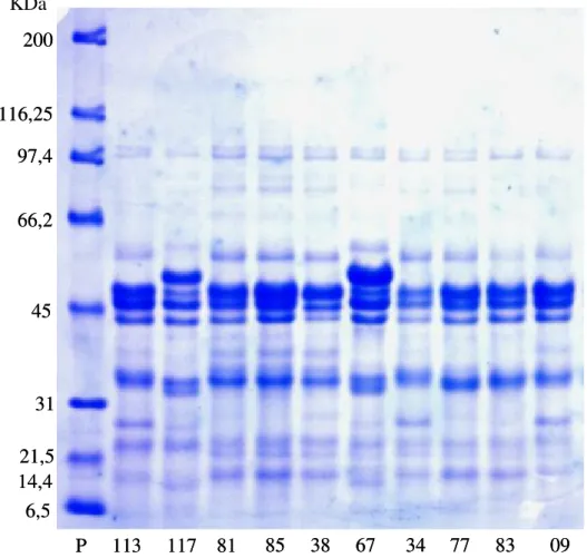 Figura 05 - Gel de poliacrilamida SDS-PAGE, com 20 µg de proteína, numa concentração de 15%, mostrando o  perfil das proteínas de reserva de genótipos de feijão (BAFs: 113, 117, 81, 85, 38, 67, 34, 77, 83 e  09), onde a coluna P = padrão de peso molecular 