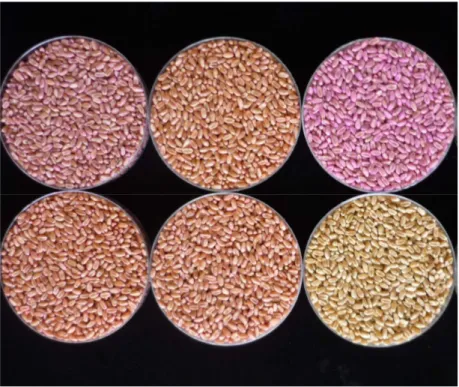 Figura 5 – Cobertura do tratamento de sementes com os fungicidas recomendados pela pesquisa da cultura do trigo