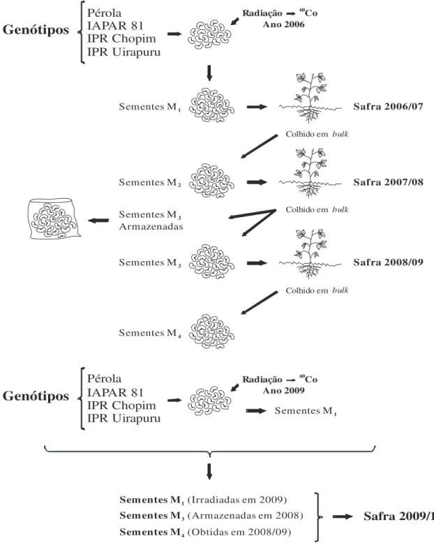 Figura 1 - Representação esquemática da obtenção das populações mutantes de feijão M 1 , M 3  e M 4  cultivadas na  safra 2009/10