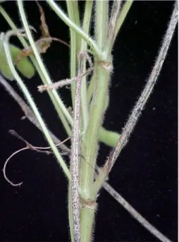 Figura 1 - Plantas de soja apresentando sintomas de Phomopsis sp. nas hastes secundárias