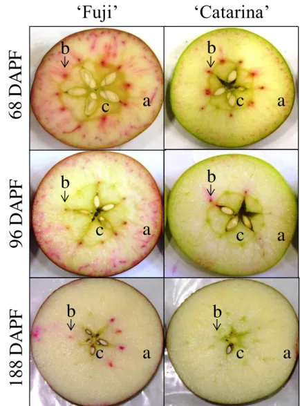 Figura 3 - Secção tranversal (região mediana) de maçãs  „Fuji‟ e „Catarina‟ imersas em corante aos 68, 96 e 188  dias após a plena floração (DAPF)