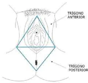 Figura 4: Representação do trígono anterior e posterior do períneo feminino.  