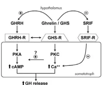 Figure  1. Schematic  model  of  the  possible  interactions between GHRH, ghrelin/GHS and SRIF at hypothalamic and pituitary level.
