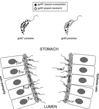 Fig. 3: intracellular replication of Trypanosoma cruzi in gastric mu- mu-cosal epithelium