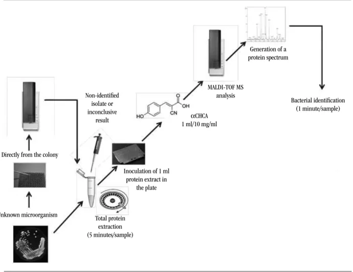 FIGURE 2 –   Flowchart of the use of MALDI-TOF MS in microorganism identiication at the clinical microbiology laboratory