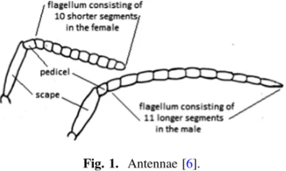 Fig. 1. Antennae [6].