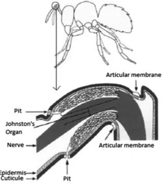 Fig. 2. Johnston ’ s Organ [7].
