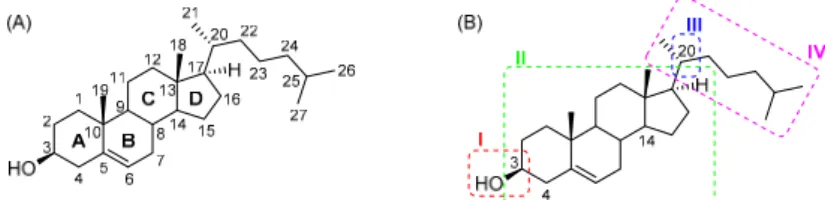 Figure 1. (A) Numbering and ring-labeling convention in cholesterol; (B) four domains of cholesterol.