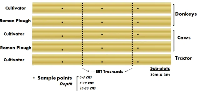 Figure 2: Field experiment scheme: treatments, soil sampling and ERT transects