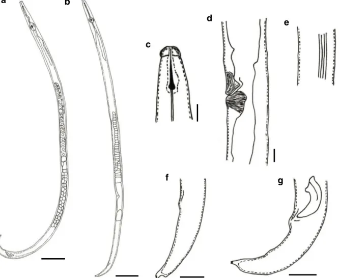 Fig. 2 Laimaphelenchus suberensis sp. nov.: a entire body of male; b entire body of female; c anterior region; d vulval region; e lateral field;