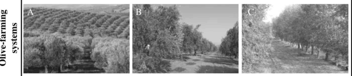 Figure 3. Different olive-farming systems. A – Traditional/low density olive grove; B – intensive olive  grove; C  –  super intensive or hedgerow olive grove