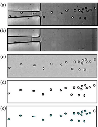 Figure 4. Steps of image analysis. (a) original image, (b) created background image, (c) subtracted image where  only RBCs are visible, (d) binarized image by thresholding, (e) RBCs outlined by ImageJ, Analyze Particles  function