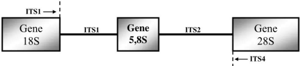 Figura 1. Estrutura do cluster gênico que codifica o RNA ribossômico. As setas indicam as  regiões flanqueadas pelos iniciadores ITS1 e ITS4