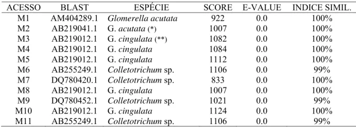 Tabela 6. Análise de confrontação das seqüências obtidas com as do banco de dados do  GenBank, por meio do Blast n  com a espécie de maior score