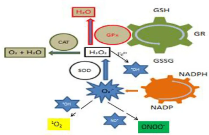 Figura  2  -  Sistema  da  formação  do  estresse  oxidativo  e  antioxidantes  (HALLIWELL,  GUTTERIDGE,  2007)