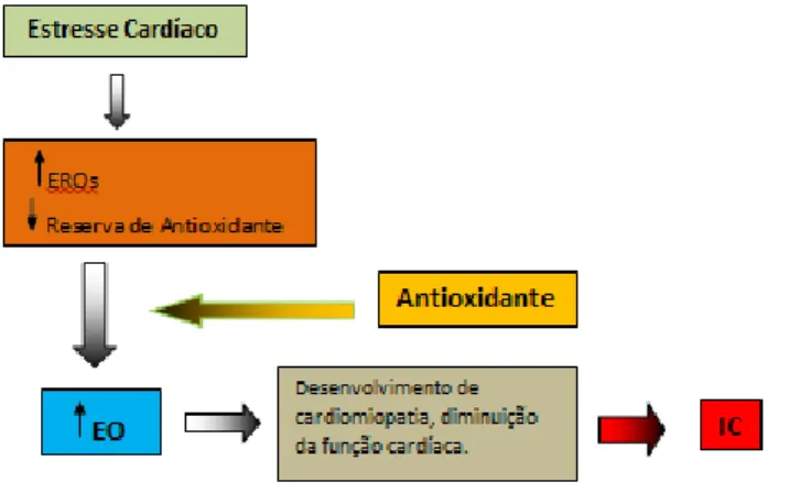 Figura  6  -  Esquema  proposto  da  função  do  estresse  oxidativo  no  desenvolvimento  da  insuficiência  cardíaca
