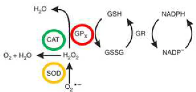Figura  7  -  Sistema  antioxidantes  SOD-CAT-GPX  (adaptado  Weydert,  Cullen,  2009)