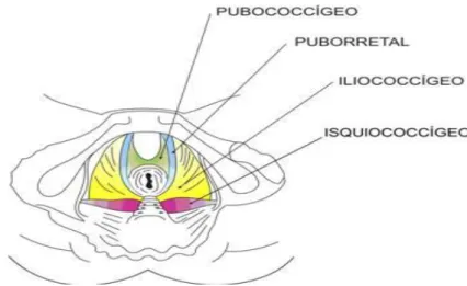 Figura 1 - Localização dos músculos pubococcígeo, puborretal, iliococcígeo e isquiococcígeo.