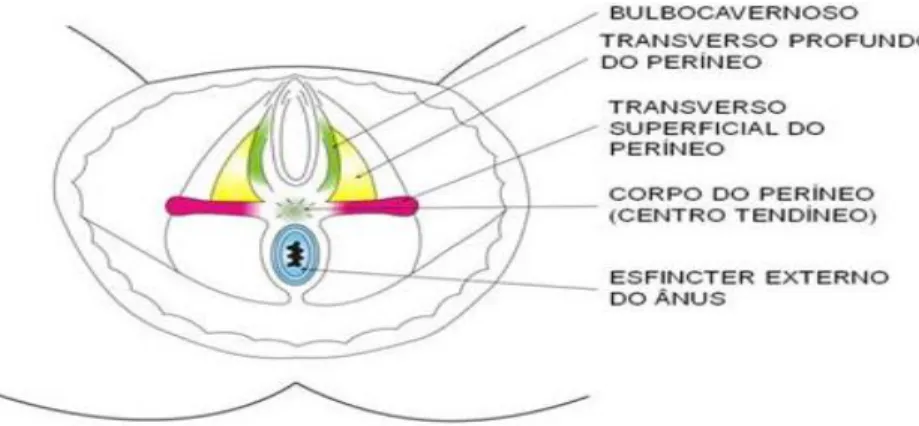 Figura 2 - Localização dos músculos bulbocavernoso, transverso profundo e superficial do períneo.