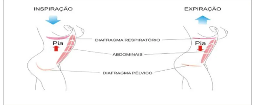 Figura 3 - Esquema representativo da dinâmica entre a musculatura abdominal, pélvica e diafragmática                 durante a respiração