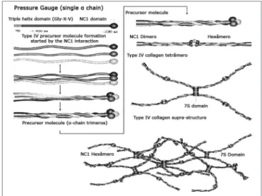 Figure 1. Type IV collagen structure. - Chains x3, x4 and x5(IV) are  expressed on the basal membranes of kidneys, cochlea and eye