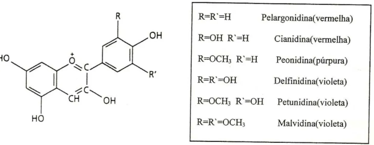 Figura 4 - Estrutura e nomes dos principais compostos antocianídicos dos cultivares de Vitis vinifera L