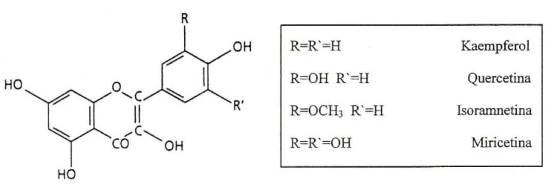 Figura 6 - Principais flavonóis encontrados nos cultivares de Vitis vinifera L. 