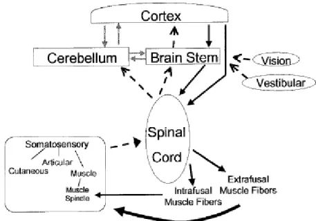 Figura  1.  O  sistema  sensoriomotor  –  formado  pela  interação  entre  aferências  (linhas  pontilhadas)  que  ascendem  aos  três  níveis  do  controle  motor  e  áreas  de  associação  (cerebelo)