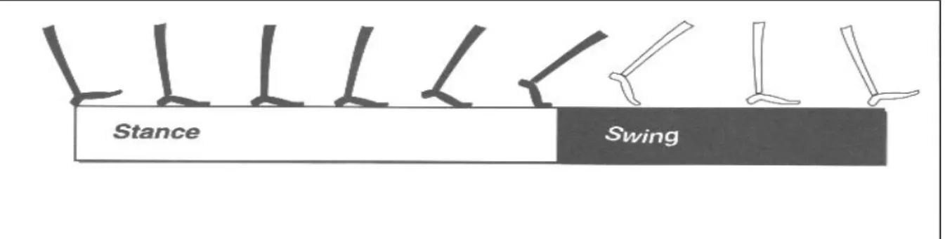 Figura 2: Fase de apoio e balanço. 