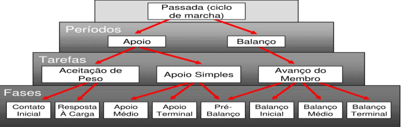 Figura 3: Divisões do ciclo da marcha. 