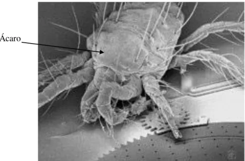 Figura 7: Imagem de micro-engrenagens e de um ácaro num dispositivo MEMS  Fonte: SNIEGOWSKI, 1996 