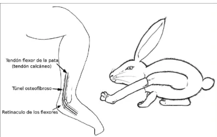 Figura  23 -    Anatomia do coelho com imobilização da pata traseira 