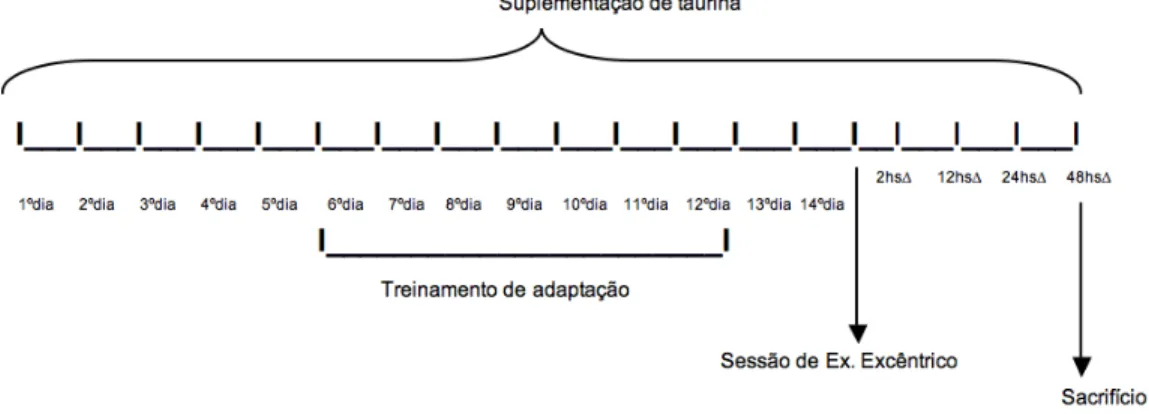 Figura  1  –   Desenho  do  estudo  “Efeitos  da  suplementação  de  taurina  sobre  os  parâmetros de estresse oxidativo induzidos pelo exercício excêntrico”
