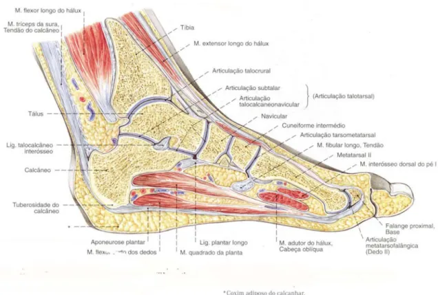 Figura 4: Vista medial da anatomia do pé (Sobotta, J., Atlas da Anatomia Humana, 2000,  p.306)