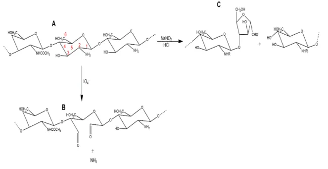 Figura 7  –  Esquema das reações da quitosana com o íon periodato e ácido nitroso (NaNO 3 /HCl)