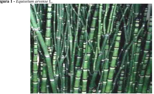 Figura 1 - Equisetum arvense L. 