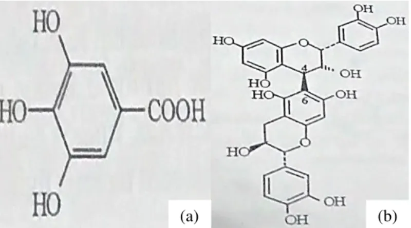 Figura  2  –   Exemplos  de  compostos  fenólicos  simples,  ácido  gálico  (a),  e  complexo,  epicatequina- epicatequina-(4β→6) -catequina (b)