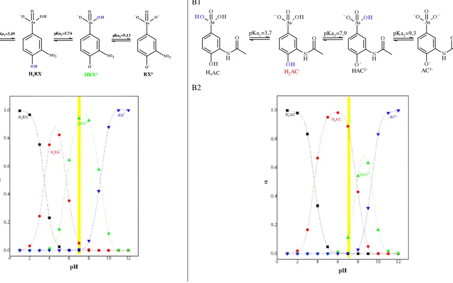 Figura 13 - Em (A) estão representados o equlíbrio ácido-base das espécies de RX (A1) e gráfico de distribuição de espécies de RX (A2)