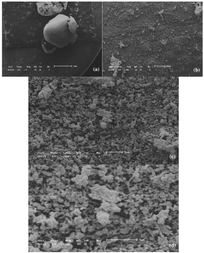 Figura 35  –  Imagens da Esfera de Quitosana reticulada com Glutaraldeído seca por Liofilização  (EQGL) por Microscopia Eletrônica de Varredura
