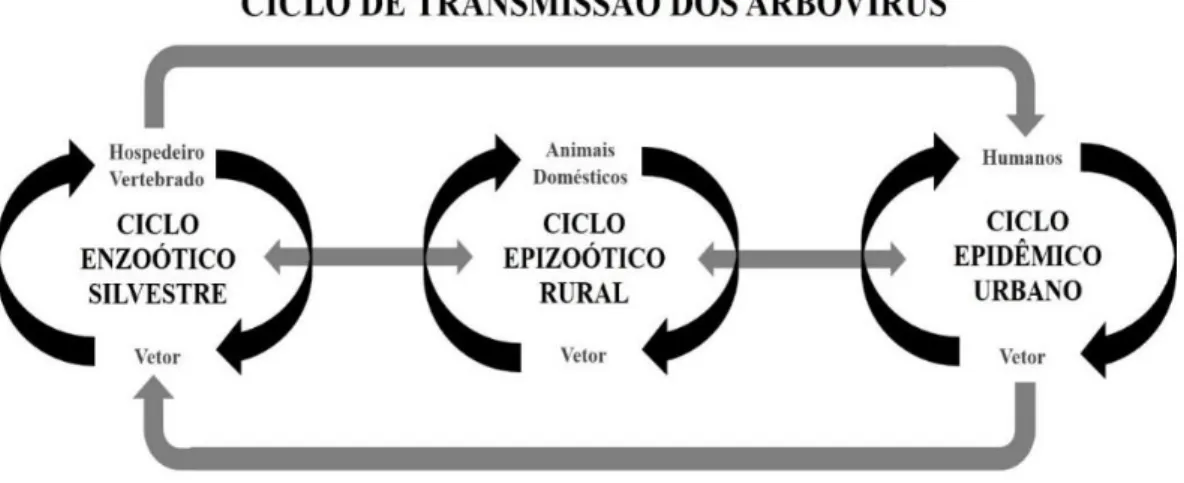 Figura  1  –  Representação  dos  ciclos de  transmissão  e  manutenção  de arbovírus  no  mundo 