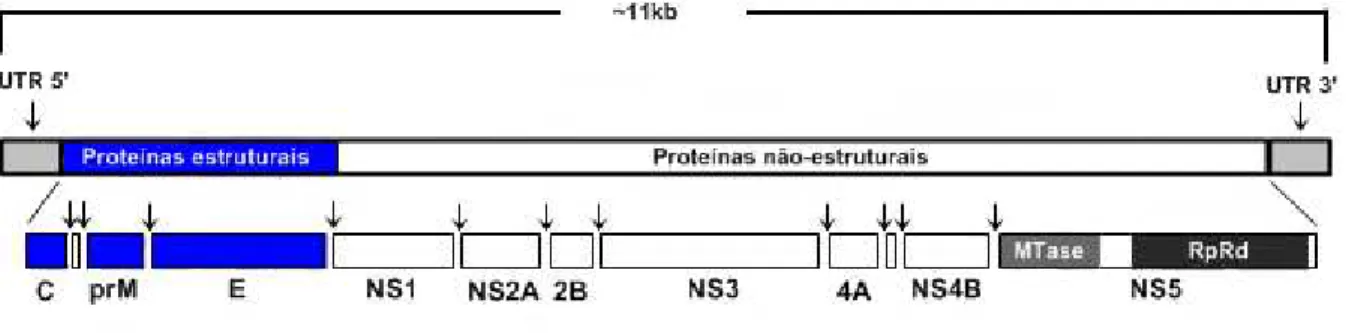 Figura 3  –  Representação esquemática do genoma dos Flavivirus, com setas indicando  os sítios de clivagem 