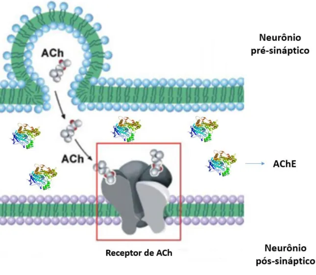 Figura  2.  Liberação  de  ACh  pelo  neurônio  pré-sináptico,  liga-se  ao  receptor  da  membrana  pós-sináptica  abrindo  os  canais  iônicos