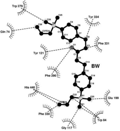 Figura 14. Esquema de interações entre BW 284c51 e resíduos adjacentes  (ausência de água) no interior do sítio ativo de TcAChE